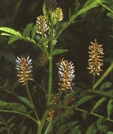   ( ,  ) - Glycyrrhiza glabra L. // Liquiritia officinalis L