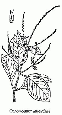   - Achyranthus bidentata Blume