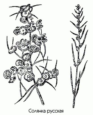   (,  ) - Salsola ruthenica ILjin.