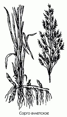   (,  ) - Sorghum halepensis (L.) Pers.