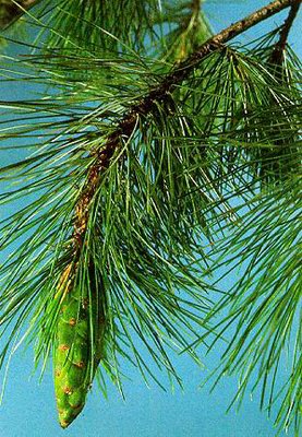 Сосна пятилистная (сосна балканская, сосна румелийская) - Pinus реuсе Grsb. // Pinus vermicularis Ika.