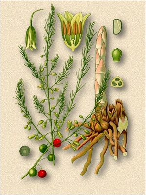   - Asparagus officinalis L.