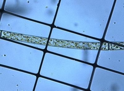  ( ,  ) - Spirogyra