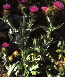 Татарник колючий (будяк) - Onopordon acanthium L // Cousinia bulgarica Koch.