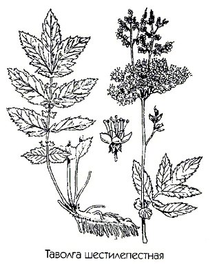   ( ,  ) - Filipendula hexepetala Gilib.