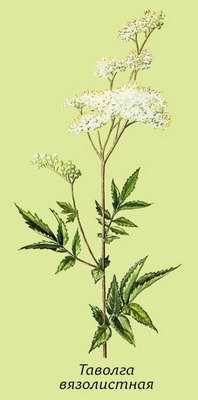   ( , ) - Filipendula ulmaria (L.) Maxim.