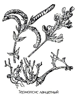 Термопсис ланцетный (мышатник, пьяная трава) - Thermopsis lanceolata R. Br.