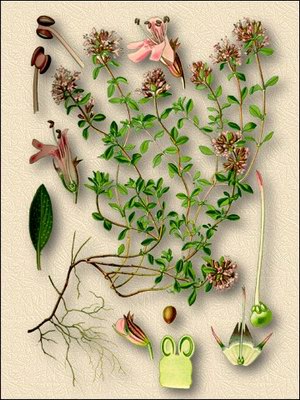 Тимьян обыкновенный (тимьян душистый, чабрец садовый) - Thymus vulgaris L
