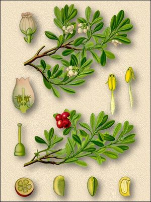   ( ,  ) - Arctostaphylos uva-ursi (L.) Spreng.