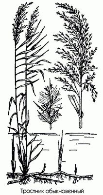 �������� ������������ - Phragmites communis Trin.