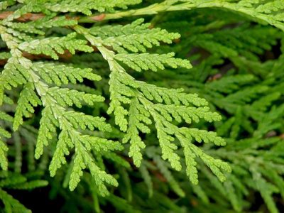   ( ) - Thuja occidentalis L.