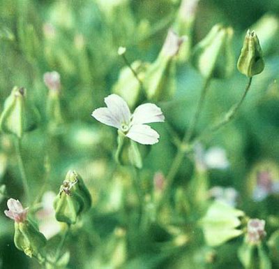   - Vaccaria pyramidata Medic. Vaccaria segetalis Garcke