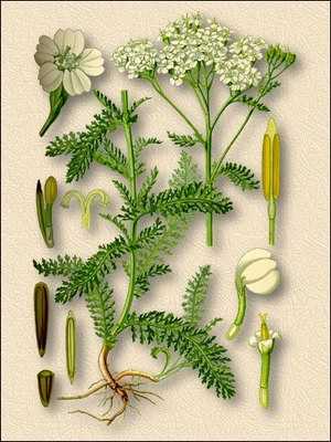 Тысячелистник обыкновенный - Achillea millefolium L