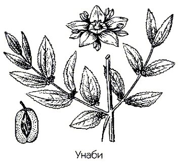 ����� (����� ���������, ������� �������) - Zizyphus jujuba Mill. .// Rhamnus zizyphus L.