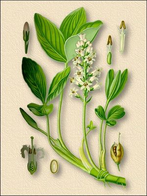 Вахта трехлистная (трифоль, бобовник) - Menyanthes trifoliata L.