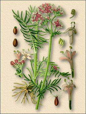 Валериана лекарственная (кошачий корень, маун-трава) - Valeriana officinalis L.