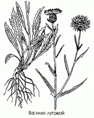   - Centaurea jacea L.