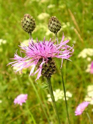   () - Centaurea scabiosa L.