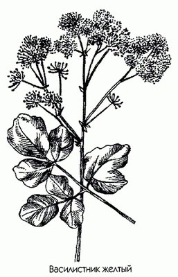   (, ) - Thalictrum flavum L.