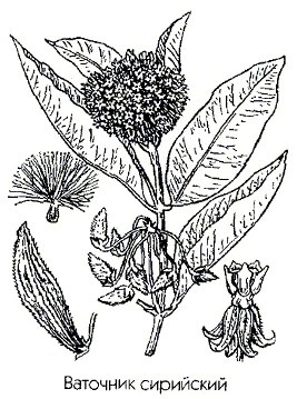 �������� ��������� (���������� �����, ���������) - Asclepias syriaca L