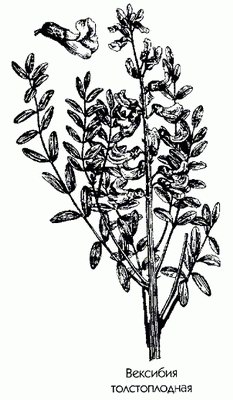   ( ) - Vexibia pachycarpa (Schrenk ex C.A. Mey) Jakovlev Sophora pachycarpa Schrenk ex C.A. Mey
