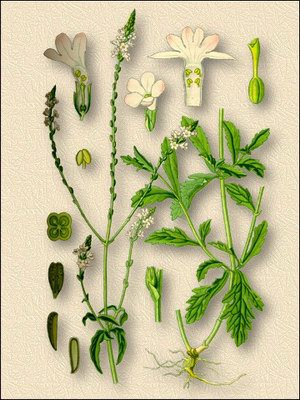   - Verbena officinalis L