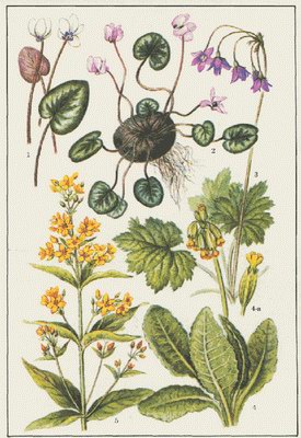   ( ,  ,  ) - Lysimachia vulgaris L.