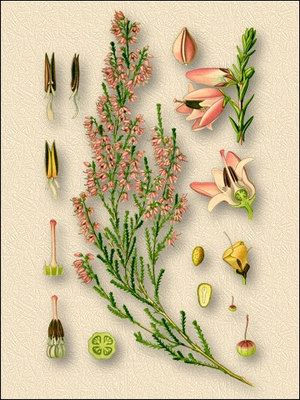 Вереск обыкновенный - Calluna vulgaris (L.) Hull. // Erica vulgaris L