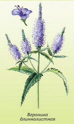   (,  ) - Veronica longifolia L.