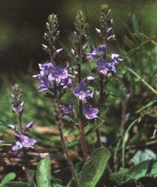   - Veronica officinalis L.