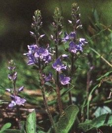   - Veronica officinalis L.