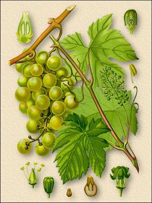 �������� ���������� (�������� ������) - Vitis vinifera L.
