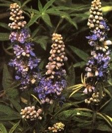������ ��������� (��������� ������) - Vitex agnus-castus L.