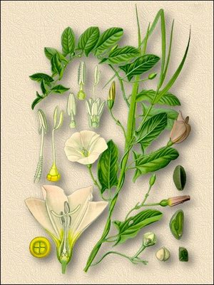   () - Convolvulus arvensis L.