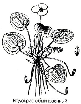 �������� ������������ - Hydrocharis morsus ranae L.