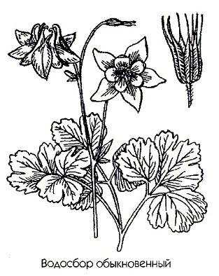   - Aquilegia vulgaris L.