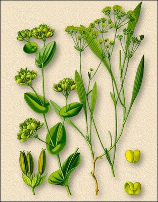   - Bupleurum scorzoneraefolium L.