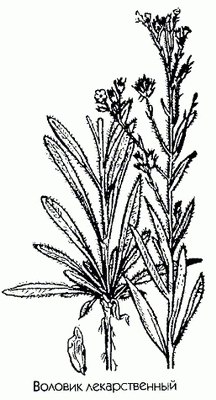   - Anchusa officinalis L