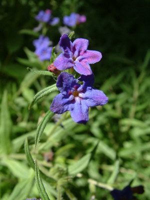   - Lithospermum purpurea-coe ruleum L.