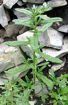   () - Lithospermum arvense L.