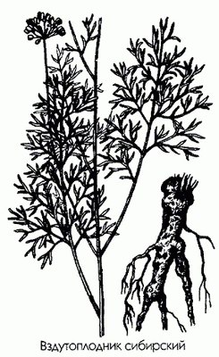  - Phlojodicarpus sibiricus (Steph. ex Spreng.) K. Pol.