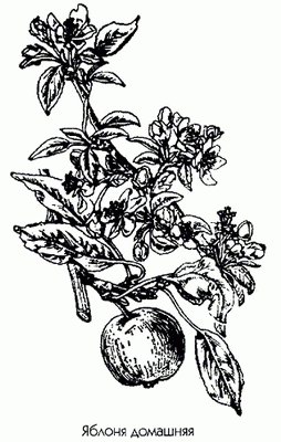 Яблоня домашняя (яблоня садовая) - Malus domestica Borkh