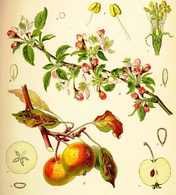   - Malus silvestris (L) Mill. // Pirus malus L.