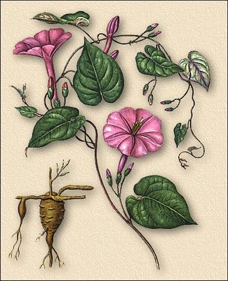   - Exogenium purga (Wend.) Benth. Convolvulus purga Wen. // Ipomoea purga Hayne
