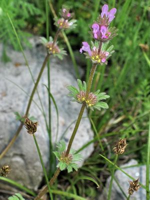   - Lamium amplexicaule L