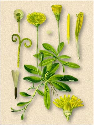   () - Hieracium pilosella L.