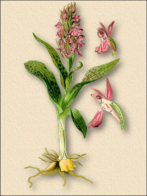 Ятрышник пятнистый (кукушкины слезки) - Orchis maculata L. Dactylorhyza fuchsii (Druce) Soo.