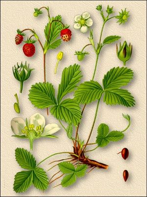   - Fragaria vesca L.