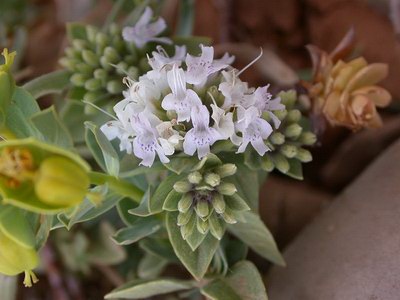 �������� ����������� - Ziziphora clinopodioides Lam.