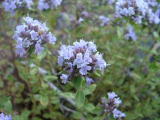   - Ziziphora brevicalyx Juz. Ziziphora bungeana aust. Juz.